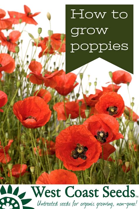 Poppies grow well across most climates. How to Grow Poppies | Growing poppies, Planting poppies ...