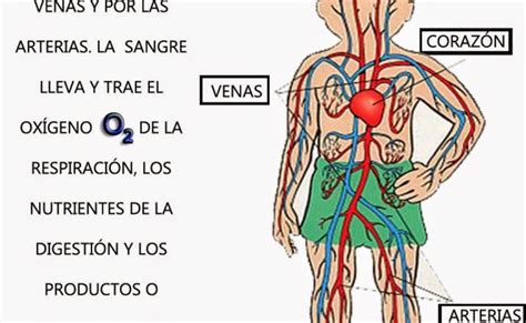 El Sistema Circulatorio Esta Formado Por Tres Componentes