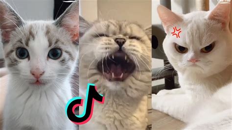Funny Cat Vines Clean 2020 Cat Tik Tok Compilation Youtube