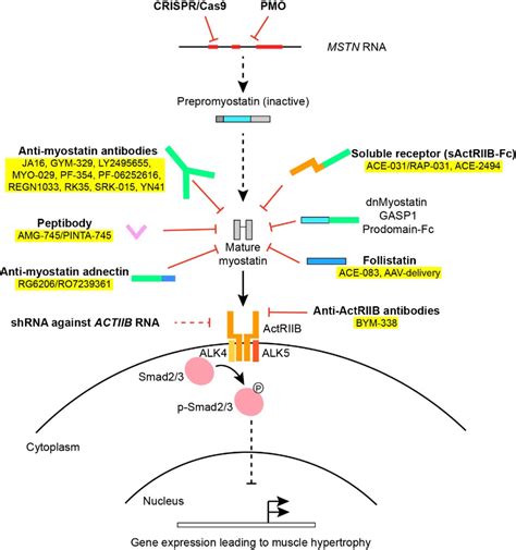 An Overview Of Various Approaches Used In Myostatin Inhibition Various