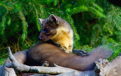 Kot im garten von 14 tieren erkennen kot im garten ist ein eindeutiges zeichen dass tiere sich dort aufhalten oder durchstreichen. Marderkot erkennen und entsorgen! - Landlive.de