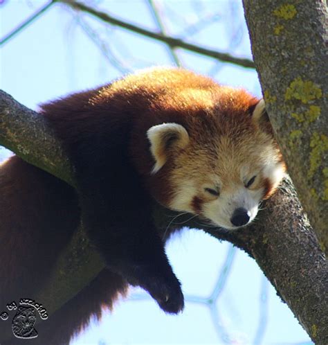 Smiling Red Panda By Attack09 On Deviantart
