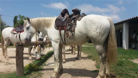 Horse Riding In The Camargue