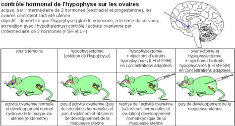 Contr Le Hormonal De L Hypophyse Sur Les Ovaires Banque De Sch Mas Svt Acad Mie De Dijon