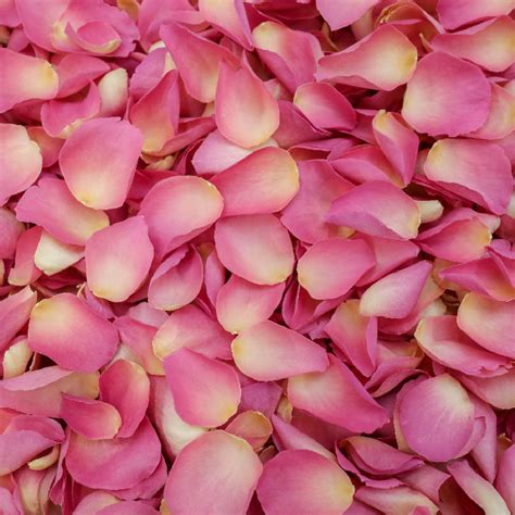 Light Pink Rose Petals Ubicaciondepersonascdmxgobmx
