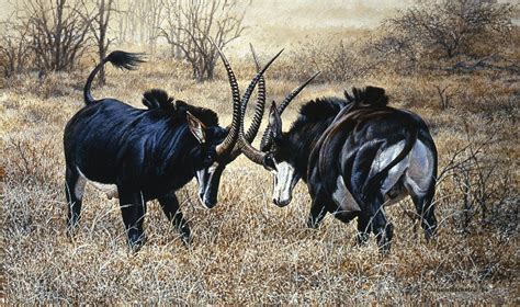 Sable Antelope 1994 Johan Hoekstra Wildlife Art Available Print