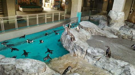 Nagasaki Penguin Aquarium