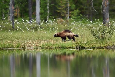 10 Animals That Live In Coniferous Forests Worldatlas