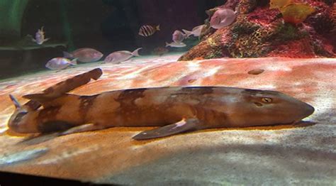 Sea Life Michigan Aquarium Explore Underwater Wonders