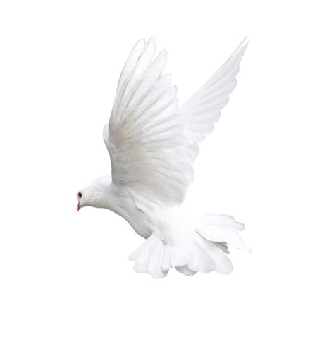 White Flying Pigeon Png Image Pigeon Png Animal Png White Pigeon