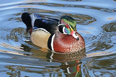19 Interesting Facts About Wood Ducks Wildlife Informer