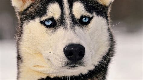 Hd Wallpaper Adult Black And White Siberian Huskies Dogs Husky