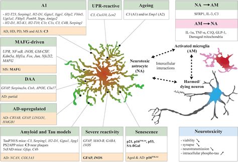 Frontiers The Multifaceted Neurotoxicity Of Astrocytes In Ageing And