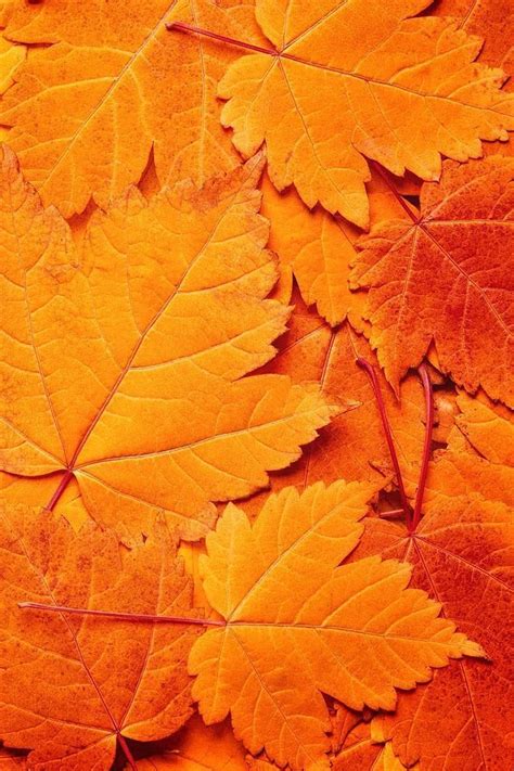 Fall Blog Photo Orange Aesthetic Orange Leaf Orange Wallpaper