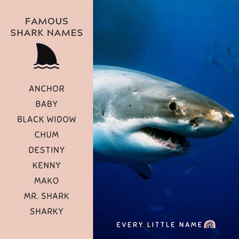 What Is A Baby Shark Called
