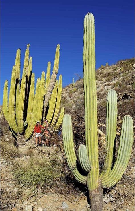 Pin On Baja California Cacti In Habitat