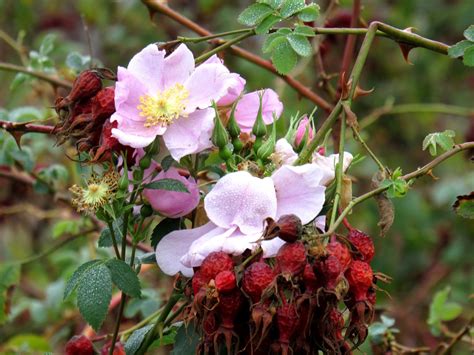 California Wild Rose And John Muirs Bee Garden