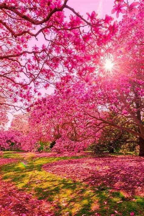 The Sun Shines Brightly Through Pink Trees