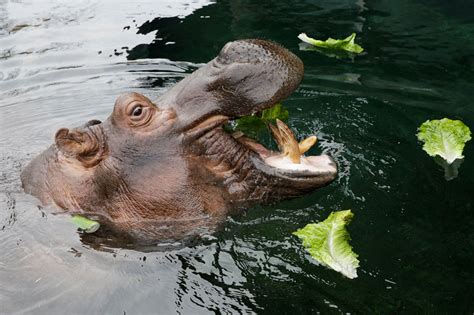Fiona A Prematurely Born Hippopotamus At Cincinnati Zoo Photogallery