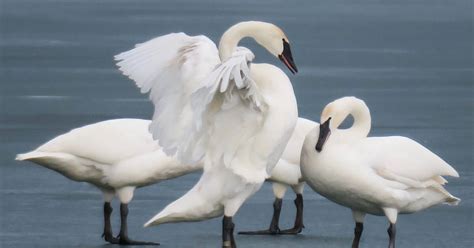 Toronto Woman Captures Video Of Swans Doing Courtship Dance And Its