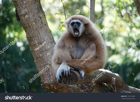 Screaming Crown Gibbon Stock Photo 767270044 Shutterstock