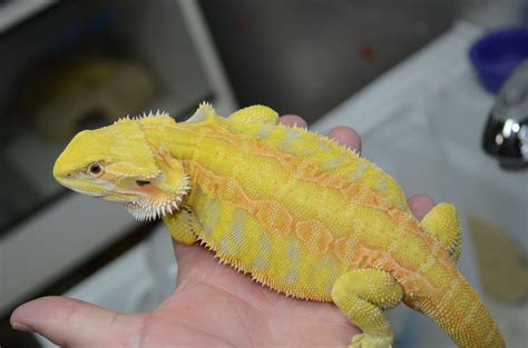 Females Carolina Classic Dragons Bearded Dragon Baby Bearded