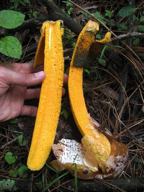 Orange Stinkhorn Id Request Mushroom Hunting And Identification