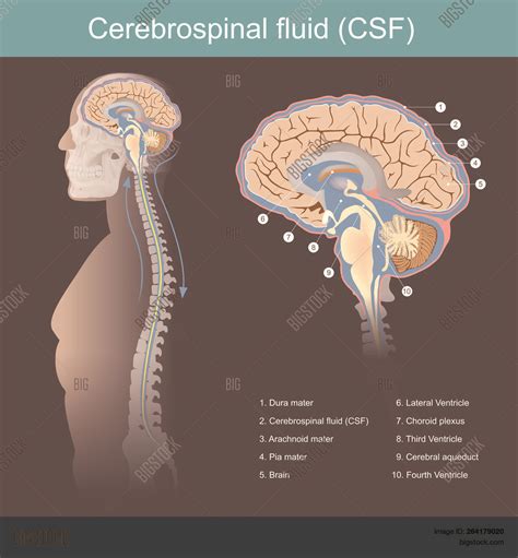Cerebrospinal Fluid Vector And Photo Free Trial Bigstock