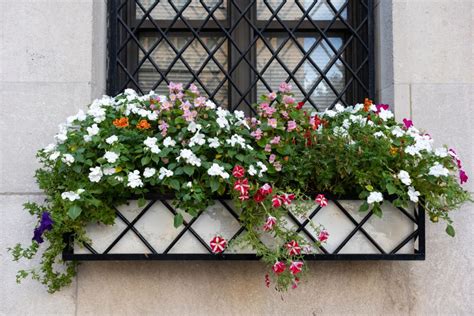 10 Window Box Flowers For A Gorgeous Mini Garden Display