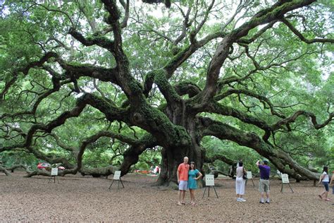 The Perfect Picnic Spot Charlestons Angel Oak • Charleston Crafted
