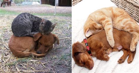 20 Cats And Dogs That Prove That Even Mortal Enemies Can Be The