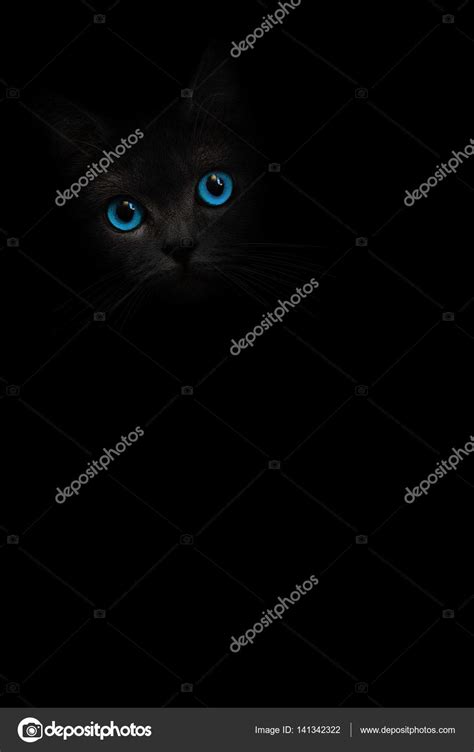 Black Cat With Blue Eyes Is Looking Out Of The Shadow On The Black