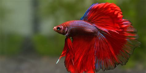 25 Most Colorful Freshwater Fish The Aquarium Guide