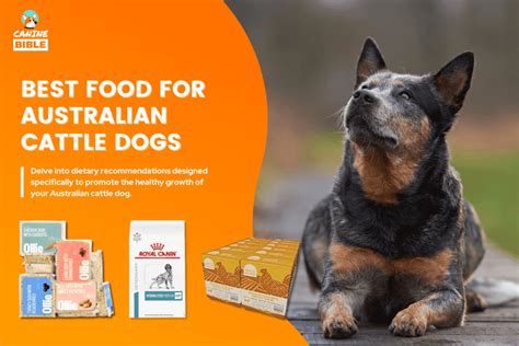 Best Dog Food For Australian Cattle Dogs Blue Heeler 2023 Canine Bible