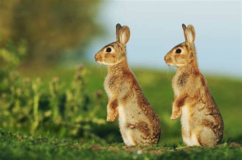 Rabbits Robert Canis Photography Blog