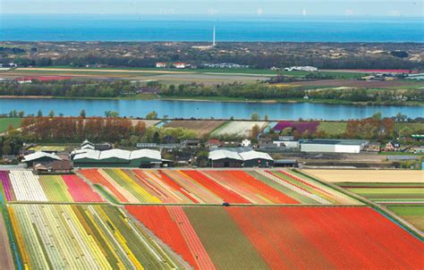 A View Of The North Sea And Tulip Fields Surrounding Keukenhof Spring