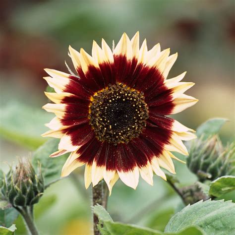 Bulk Sunflower Seeds Floren Bulk Wildflowers