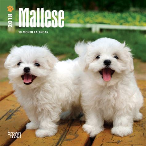 Maltese Dogdays 2023 Calendar And Puzzle App For Iphone Ipad