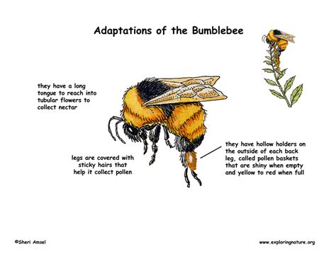 Adaptations Of The Bumblebee Exploring Nature