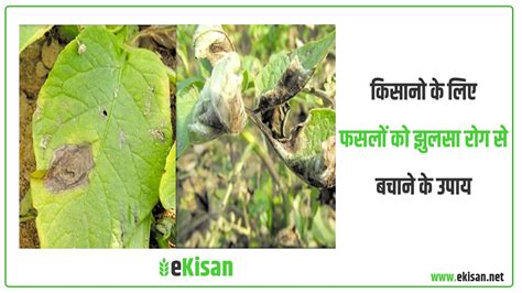 किसानो के लिए फसलों को झुलसा रोग से बचाने के उपाय Ekisan
