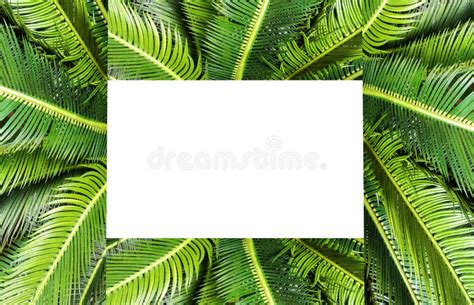 Abstract Green Leaf Texture Nature Background Tropical Jungle Leaf