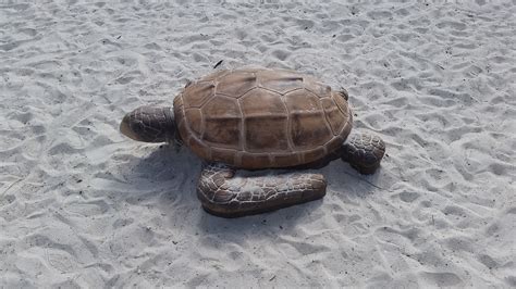 Banco de imagens areia tartaruga marinha réptil fauna vertebrado