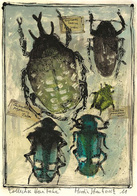 Collection Henri Fabre Tropical Beetles Painting Collection Henri
