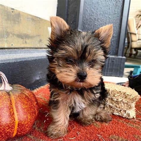 Yorkie Terrier Puppy For Sale Near Me These Are Real Teacup Yorkie