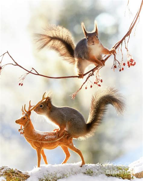 Red Squirrels Standing On A Deer And Branch Photograph By Geert Weggen Pixels