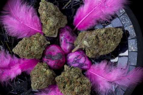 Pink Kush Is A Cannabis Strain With A Bit Of Attitude The Growthop