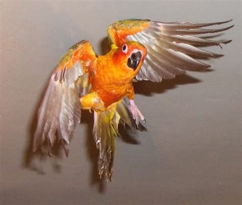 Sun Conure Facts Behavior As Pets Care Feeding Pictures