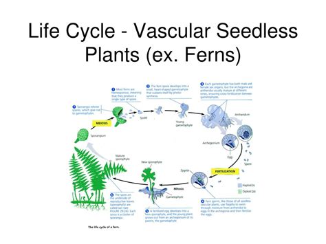Vascular Seedless Plants Life Cycle