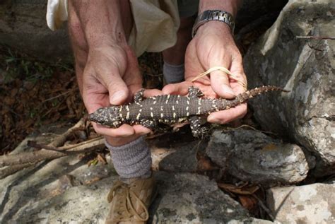 New Species Of Dragon Lizard Discovered In Southern Africa Reptiles