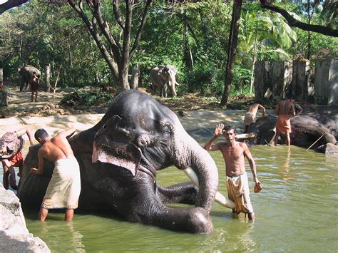 El Spa De Elefantes En India